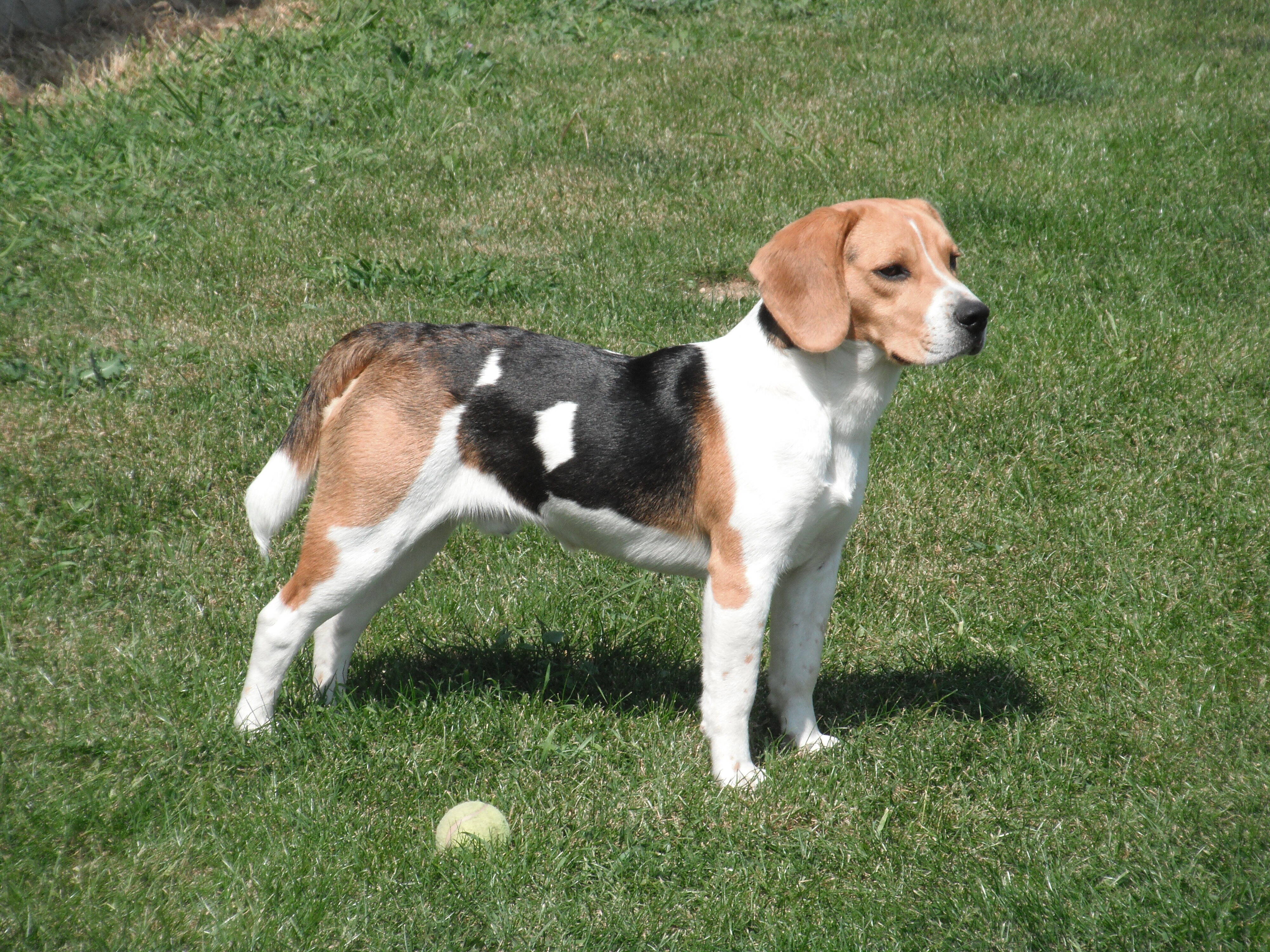 Cachorro da raça Beagle. Foto: Reprodução