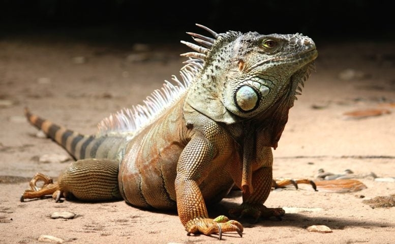 Em geral, as iguanas preferem habitar ambientes que têm bastante vegetação, como árvores e áreas rochosas. Reprodução: Flipar