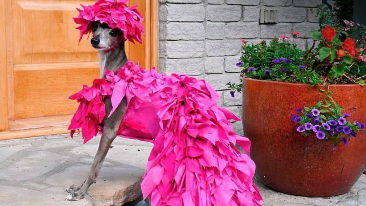 Conhecida como Tika The Iggy, a cachorra ganhou destaque na web por conta do estilo inusitado dela. Com vestido de gala e fantasias de sereia, ela conquistou mais de 1 milhão de seguidores somente no Instagram. Reprodução Instagram- 22.4.2024