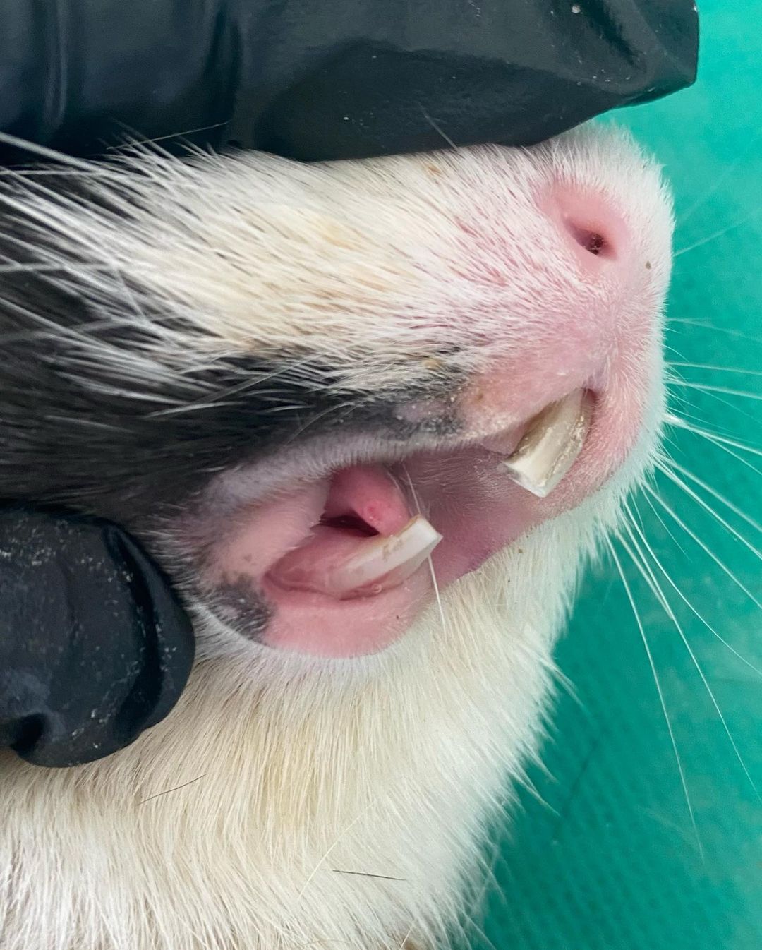 Porquinho-da-Índia passa por tratamento dentário para correção de mordida