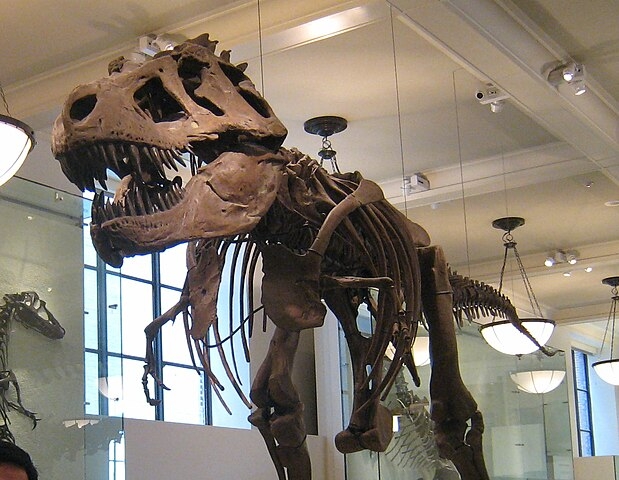Esses animais tinham um crânio resistente, com até um metro e meio, formado por vários filamentos de ossos interligados e conectados à coluna vertebral por um osso grosso e longo. Reprodução: Flipar