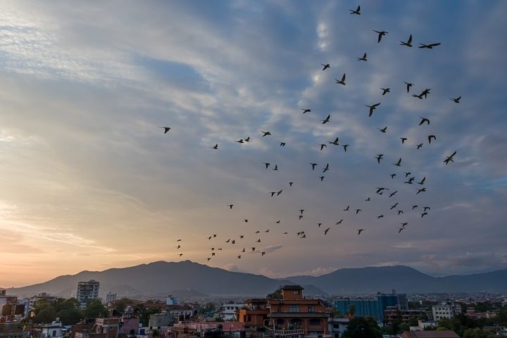 Essas aves passaram a buscar abrigo na cidade durante o outono e o inverno nos últimos anos. No verão, as aves migram em direção às falésias da Patagônia, no sul, onde ocorre o período de reprodução. Reprodução: Flipar