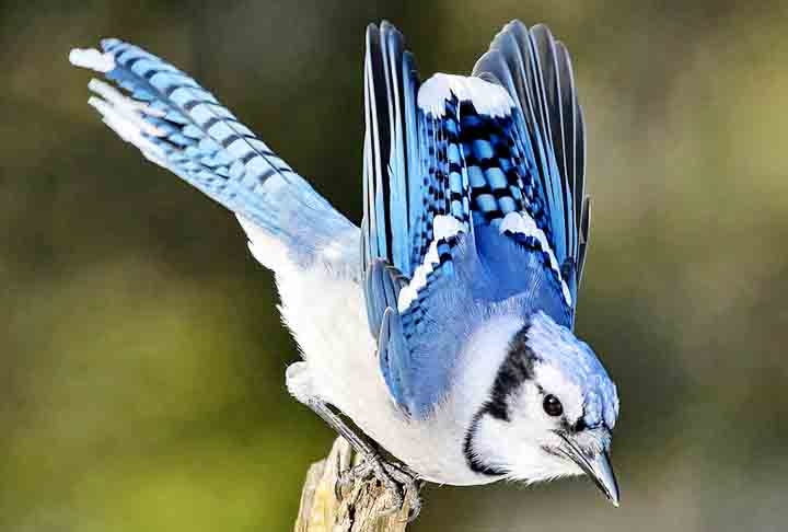 Gaio-Azul- Conhecido por sua beleza, inteligência e habilidades vocais, mede até 30 cm e pesa até 100 gramas quando adulto. Sua plumagem é azul nas asas, no dorso e na cauda. É uma ave onívora (alimenta-se de animais e vegetais) e possui um comportamento agressivo que afugenta as outras aves ou predadores. Reprodução: Flipar