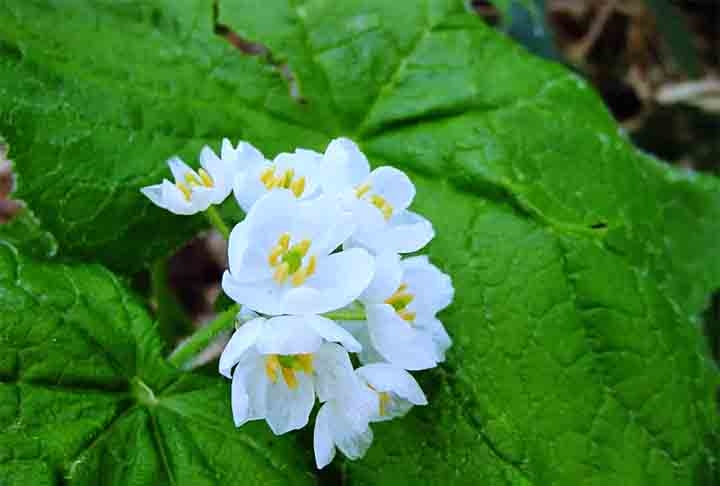 A Flor esqueleto é nativa de regiões montanhosas e florestas úmidas do Japão, China e das Montanhas Apalaches nos Estados Unidos.  Reprodução: Flipar