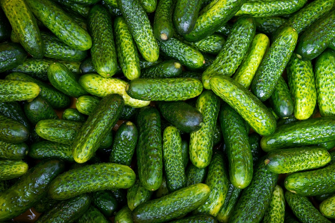 O pepino, um dos vegetais mais consumidos ao redor do mundo, destaca-se por suas inúmeras propriedades nutricionais e benefícios à saúde. Composto por cerca de 95% de água, ele é uma excelente opção para quem busca uma alimentação saudável, refrescante e de baixo valor calórico. Reprodução: Flipar