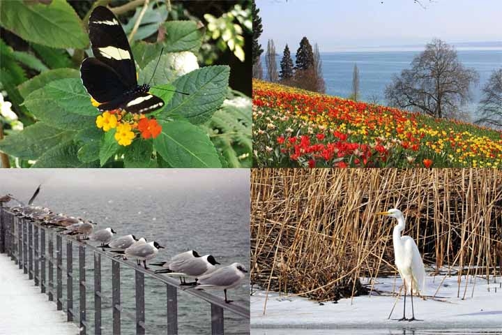 Além do turismo, o lago desempenha papel importante no transporte regional, sendo ponto de conexão entre Alemanha, Áustria e Suíça, e também na preservação ambiental, abrigando diversas espécies de fauna e flora aquáticas. Reprodução: Flipar