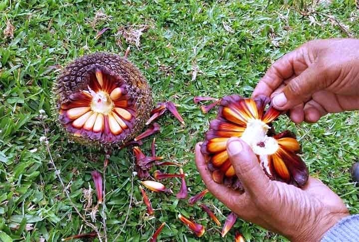 O maior produtor de pinhão no Brasil é o estado do Paraná, responsável por cerca de 80% da produção nacional. Em média, o estado produz aproximadamente 40 mil toneladas de pinhão por ano Reprodução: Flipar