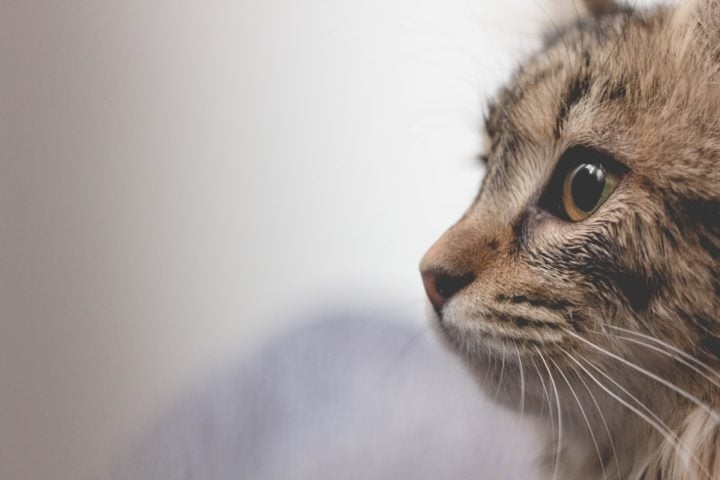 A visão dos gatos é dual e esférica: superior em ambientes com contornos indefinidos, mas inferior na percepção de cores em comparação com os humanos. Cientistas sugerem que os gatos podem ver a grama em tons de vermelho. Reprodução: Flipar