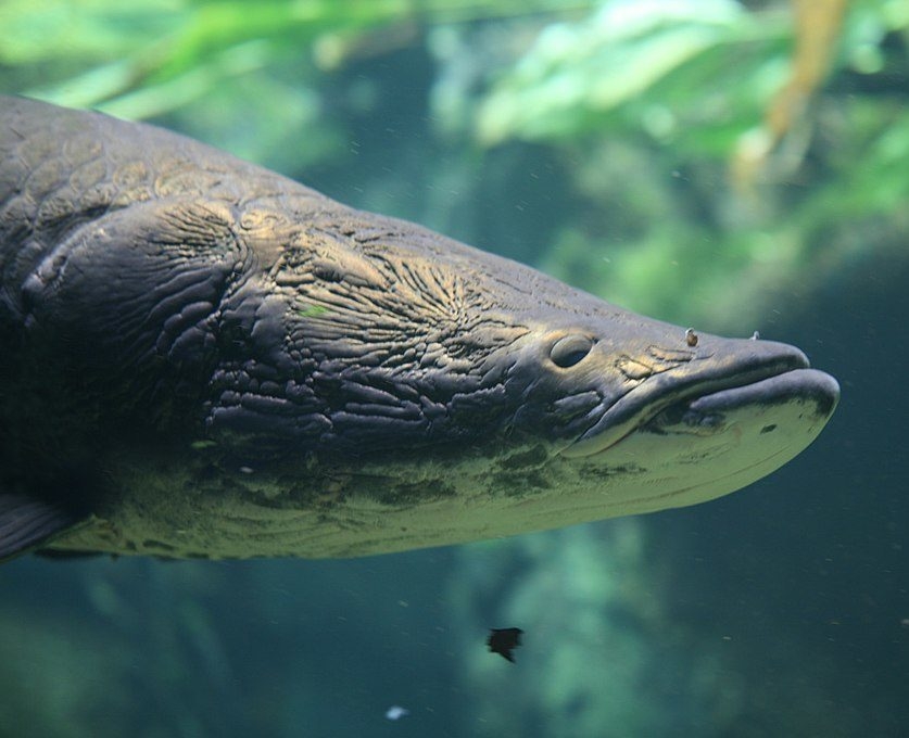 Naturalmente, eles podem ser encontrados nos rios da bacia Amazônica, geralmente em águas calmas e rasas e se alimentam de peixes como cascudo, pescada e tucunaré. Reprodução: Flipar