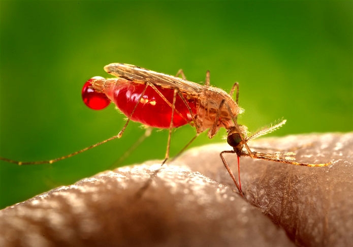 E uma curiosidade: No passado, já foi comum usar mosquitos como tática de guerra. A estratégia era expor os inimigos a doenças para que eles morressem sem assistência.  Reprodução: Flipar
