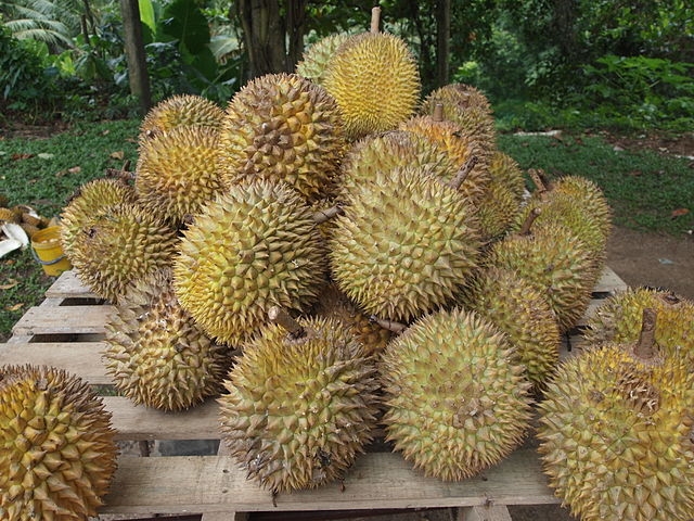 Outra vez, na Indonésia, um avião que transportava um carregamento de durians foi temporariamente impedido de decolar devido às reclamações dos passageiros sobre o cheiro. Reprodução: Flipar