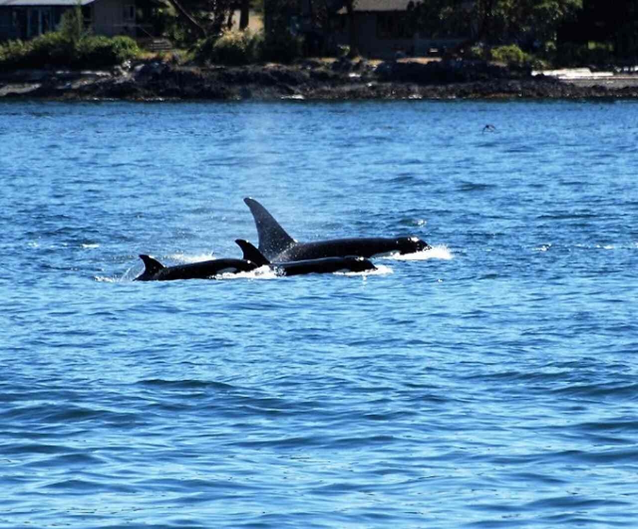Um grupo de orcas tem sido acompanhado desde 2020 exatamente por causa desse comportamento incomum de atacar embarcações, especialmente veleiros. Reprodução: Flipar