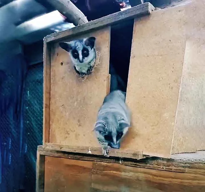 Ao lado de outros galagos, ele encontrou um novo lar, com companheiros de sua espécie, e a possibilidade de, eventualmente, ser reintroduzido à natureza. Reprodução: Flipar