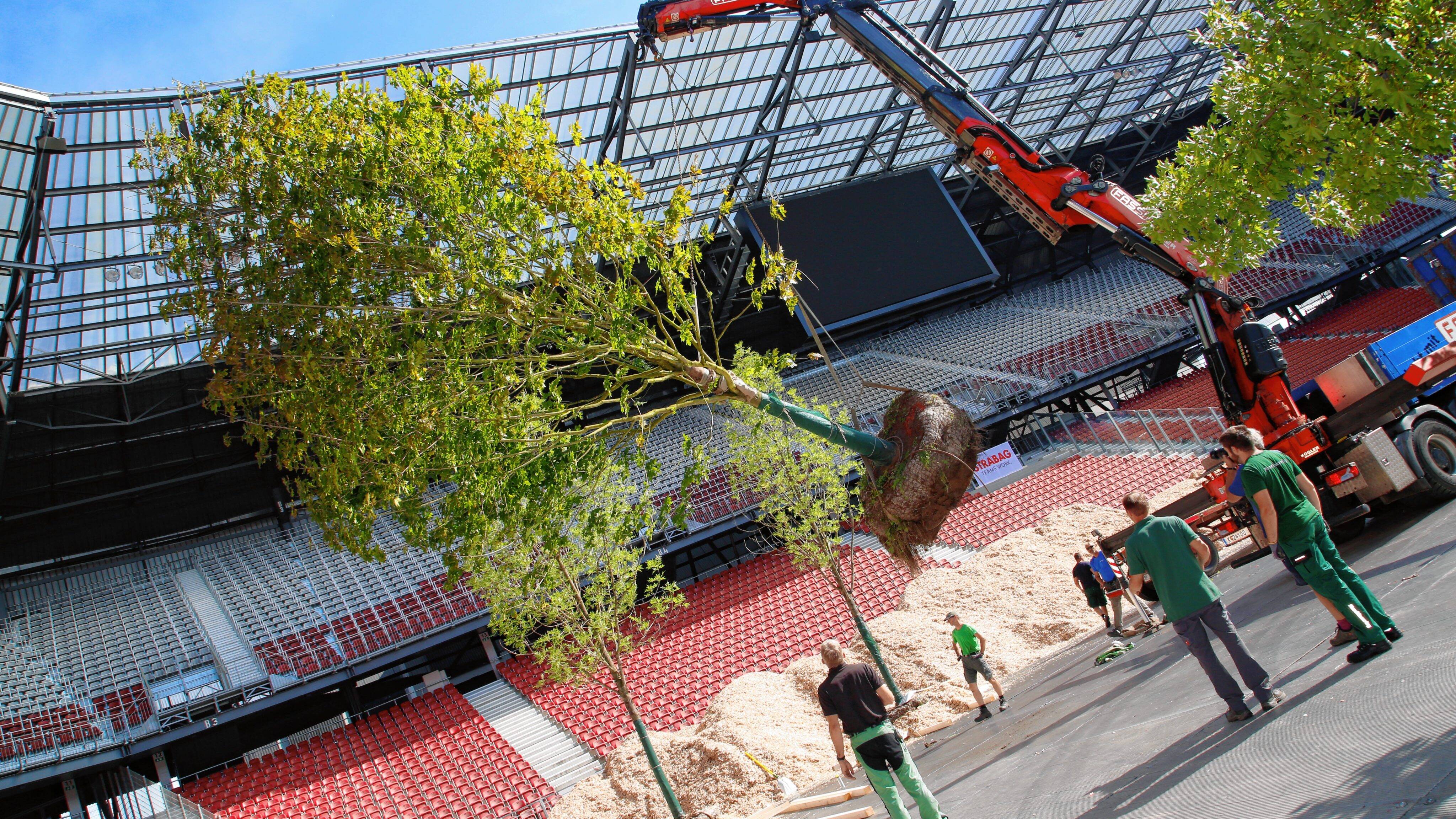 Floresta com 300 árvores: Wörthersee-Stadion, estádio do Klagenfurt, na Áustria, se transforma em "mini-Amazônia". Foto: Divulgação / Reprodução
