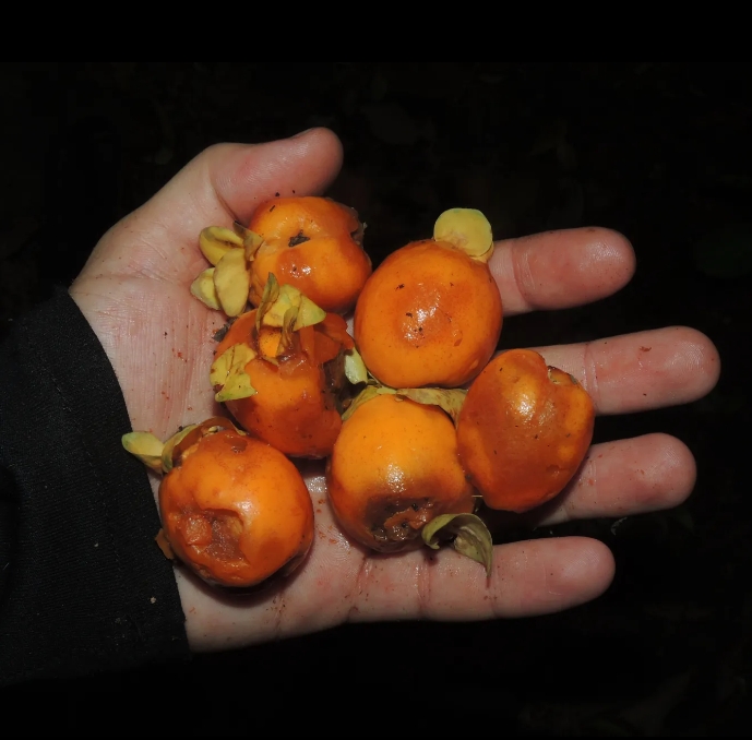 Essa árvore dá frutos chamados de cereja-amarela-de-Niterói . Ambas são espécies endêmicas da região que abrange os municípios de Niterói a Maricá. E têm entre 12 e 15 m de altura.  Reprodução: Flipar