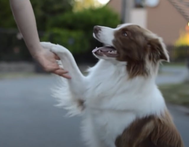 Vamos aproveitar para ver algumas raças que são dóceis e cheias de graças, sempre conquistando o chamego dos internautas.  Reprodução: Flipar