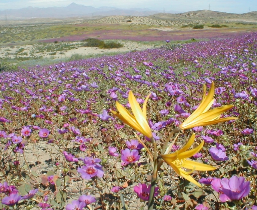 9- Deserto do Atacama, Chile - 
Tem uma florada excepcional, que ocorre principalmente entre agosto e setembro, após chuvas raras. Reprodução: Flipar