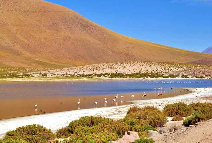 E encerrando o passeio está o Deserto do Atacama, o mais alto e seco do mundo. Paisagens espetaculares, com vulcões, salares, lagunas, formações rochosas e um céu estrelado incomparável. Os passeios em San Pedro de Atacama contemplam Vale da Lua e Vale da Morte, Piedras Rojas, entre outros clássicos. Reprodução: Flipar