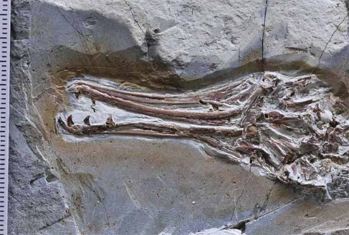 Ele tinha aproximadamente 30 cm de comprimento, como um quero-quero (Vanellus chilensis) moderno. O estudo publicado pela revista científica Current Biology analisou o conteúdo do estômago de um pássaro desta espécie. Reprodução: Flipar