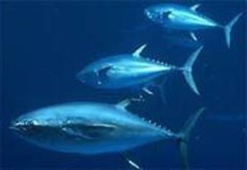 Com o aumento populacional, a União Internacional para a Conservação da Natureza (IUCN) modificou o atum-rabilho da categoria de espécie “ameaçada” para a de “pouco preocupante” em 2021.
 Reprodução: Flipar