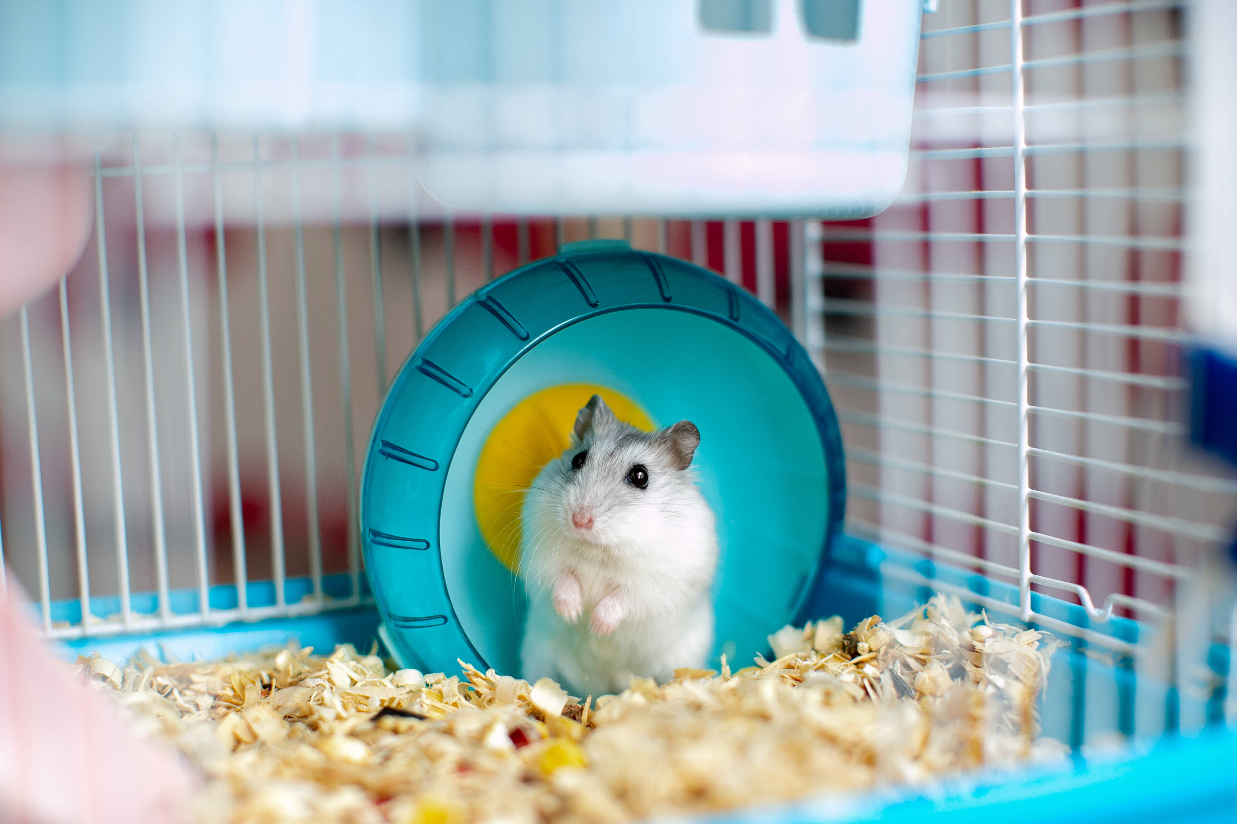 Hamsters devem viver sozinhos. Foto: shutterstock 