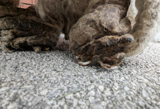 O cachorro estava com dificuldades para se locomover. Foto: Reprodução/RSPCA