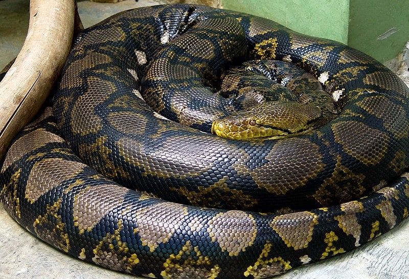 Embora não seja venenosa, essa espécie mata suas presas por estrangulamento. A píton-reticulada (Malayophthon reticulatus) pode chegar a 9 metros de comprimento e pesar até 270 quilos, o que faz da espécie a maior entre cobras no mundo.

 Reprodução: Flipar