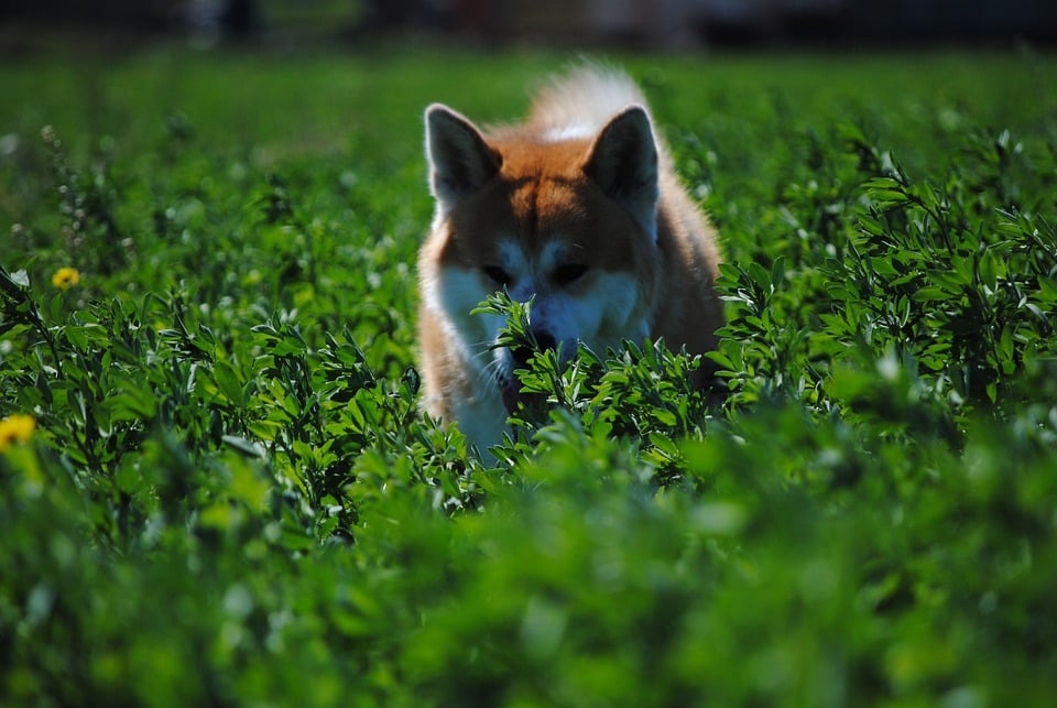 Akita era o cão oficial das famílias nobres do período do Japão feudal. Foto: xixe37/Pixabay