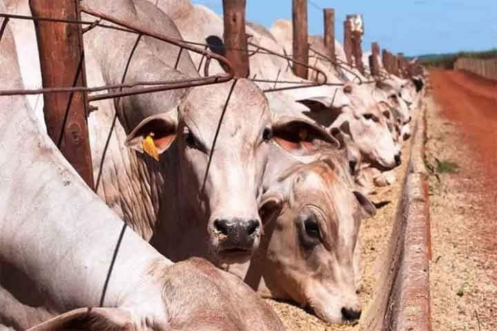 Além dos suínos e dos frangos, também fazem parte da demanda por milho para alimentação animal, os bovinos e os pequenos animais. O mercado para o uso desse cereal como alimento também para animais está em crescimento, visto a demanda de rações para os de pequeno e grande porte. Reprodução: Flipar