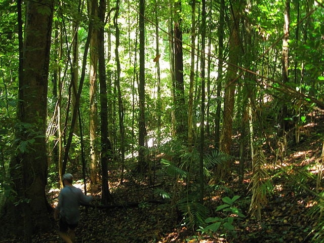 4ª - Floresta Daintree – Austrália - Ocupa uma área de 965 mil km². É a floresta tropical mais antiga do mundo, com mais de 135 milhões de anos.  Reprodução: Flipar