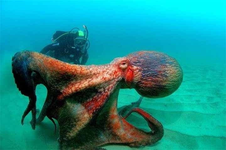 Essa inteligência se reflete em comportamentos sofisticados. Polvos conseguem abrir potes com tampas rosqueadas, memorizar labirintos e até reconhecer humanos individualmente. Um polvo em cativeiro decorou rotinas dos tratadores e alterou seu comportamento com base em quem se aproximava do tanque. Reprodução: Flipar