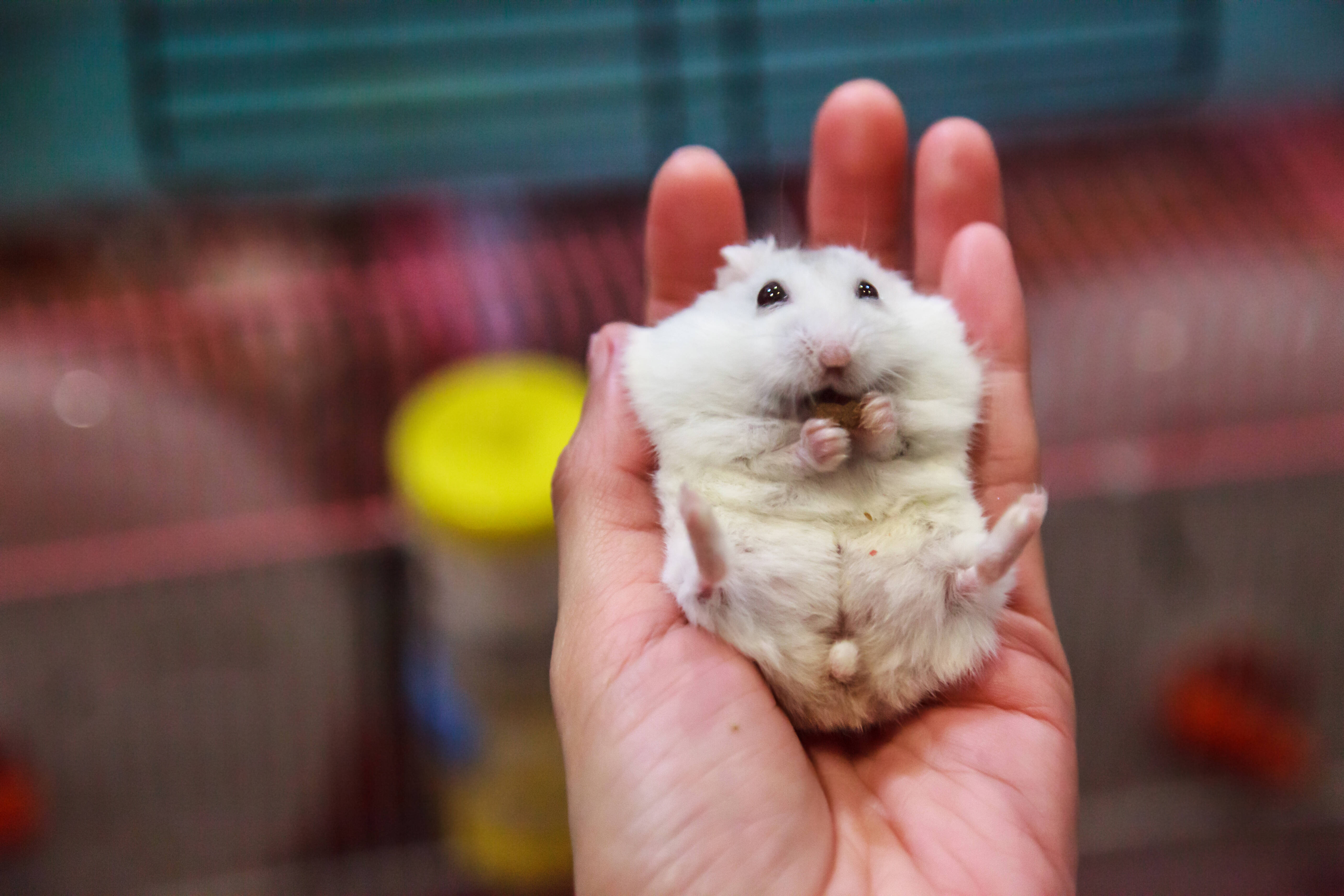Os donos de hamster precisam se preocupar com alguns cuidados específicos. Foto: shutterstock 