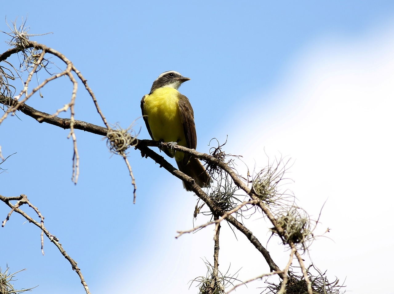 Elas são aves monogâmicas, que assumem um aspecto migratório em algumas regiões, e pode ser visto tanto sozinho como em bando. Ele tem a capacidade de alcançar uma densidade populacional entre 8 e 10 pares por hectare. Reprodução: Flipar
