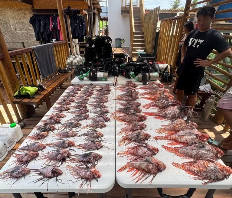 A operação nas águas de Fernando de Noronha foi realizada por mergulhadores treinados pelo Instituto Chico Mendes de Biodiversidade (ICMBio). Nela, foram capturados outros 61 peixes-leão, espécie invasora e que não tem predador no Oceano Atlântico. Ele é capaz de comer até 20 peixes em 30 minutos e é considerado uma ameaça ao meio-ambiente, pois pode provocar desequilíbrio ecológico nas regiões costeiras do Brasil. 
 Reprodução: Flipar