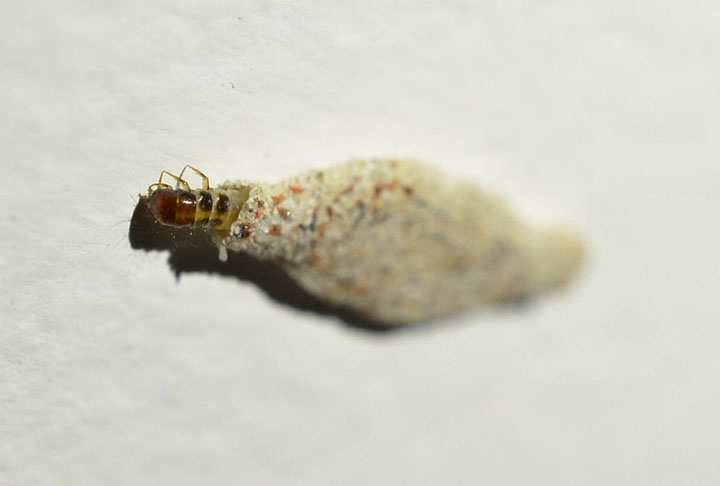 O bichinho gosta de se acomodar em regiões escuras e úmidas de casas como banheiros, cozinhas ou porões. Isso porque nesses lugares há grande concentração de amido, seu principal alimento.  Reprodução: Flipar