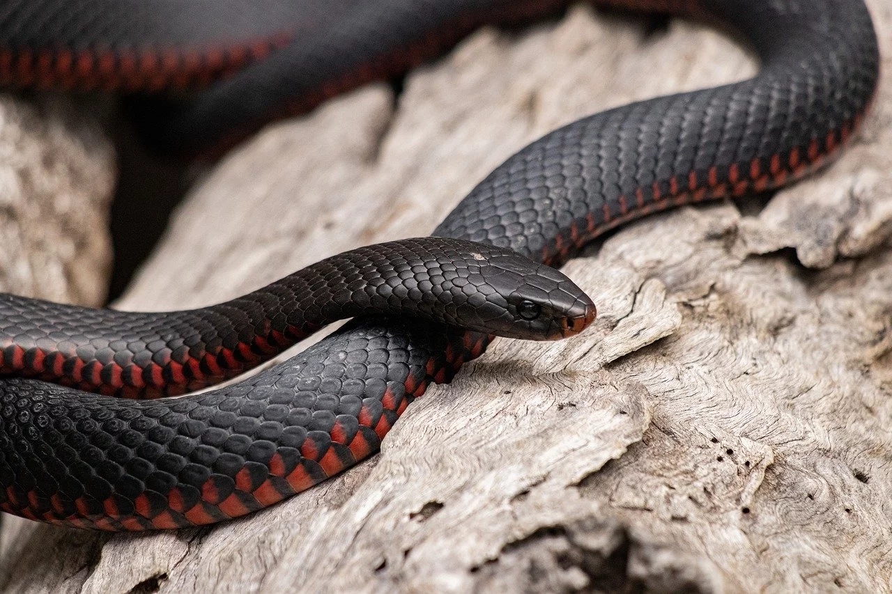 Mordidas de cobras podem causar dormência, dor, paralisia, dificuldade de respirar, náusea, convulsão, taquicardia e hemorragia, entre outras reações. Seu efeito pode durar muito e acabar matando no fim do período.  Reprodução: Flipar