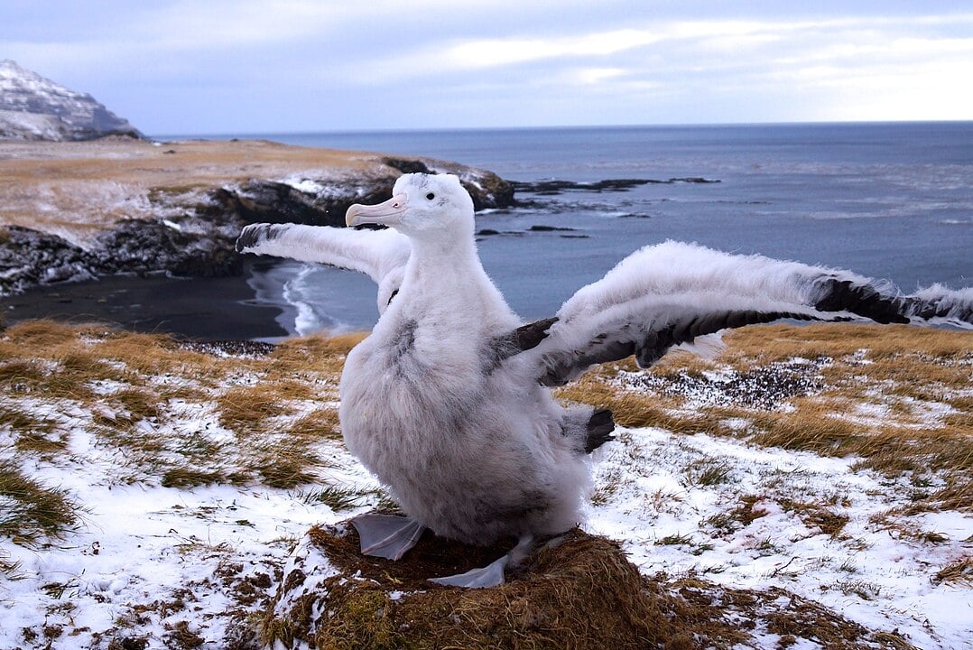 ALBATROZ ERRANTE - Tem a maior envergadura do mundo, chegando a 3,5 metros, e pesa até 12 kg. Possui penas brancas com detalhes escuros nas asas e um bico grande e curvado. Reprodução: Flipar