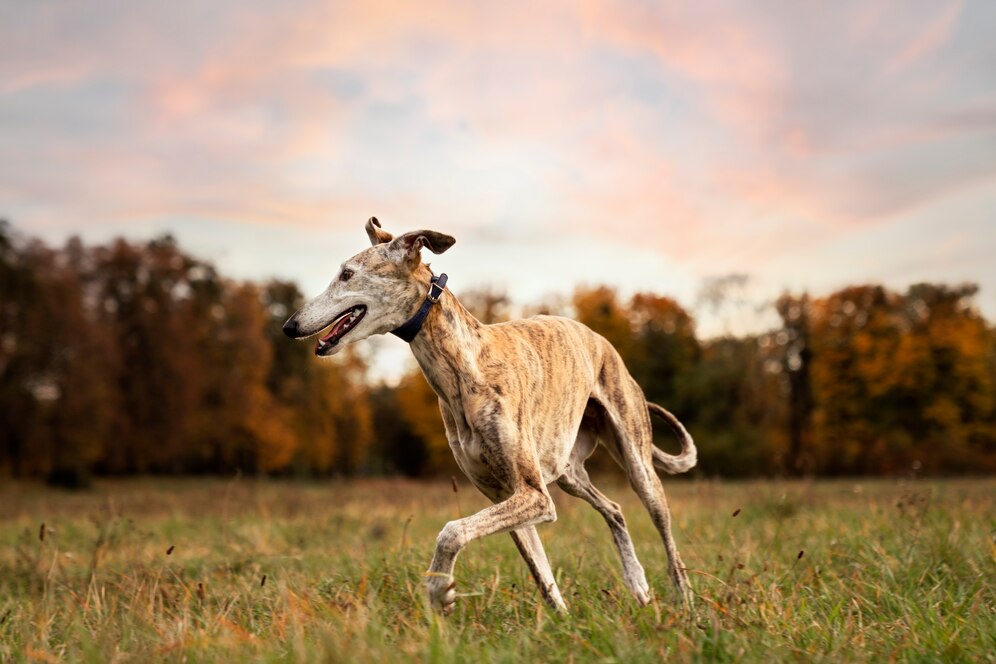 O greyhound é a raça de cachorro mais rápida do mundo