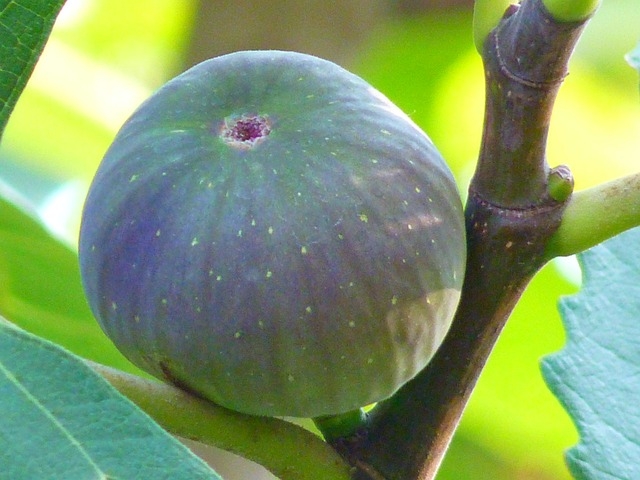 Alguns botânicos, porém, destacam que o figo, assim como morango, caju, maçã e abacaxi, não é fruta, mas sim uma ‘flor invertida’,  (pseudofruto), com estruturas florais internas. Reprodução: Flipar