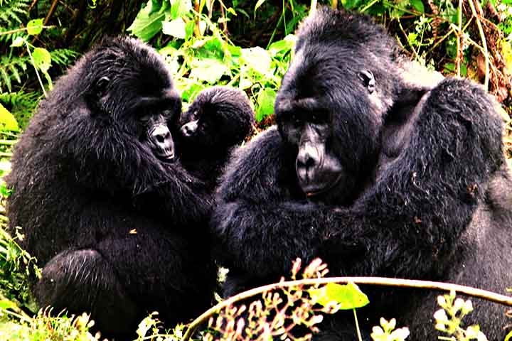 Duas chegaram perto dos 50 anos, idade que raramente é alcançada por gorilas em ambiente natural.
 Reprodução: Flipar