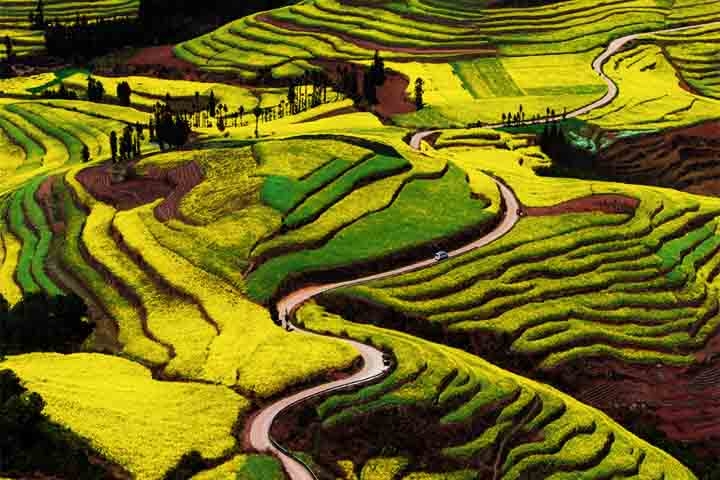 Além da canola, Luoping também abriga outras flores, como margaridas e flores silvestres, mas a canola é a mais emblemática, criando paisagens deslumbrantes durante a floração Reprodução: Flipar