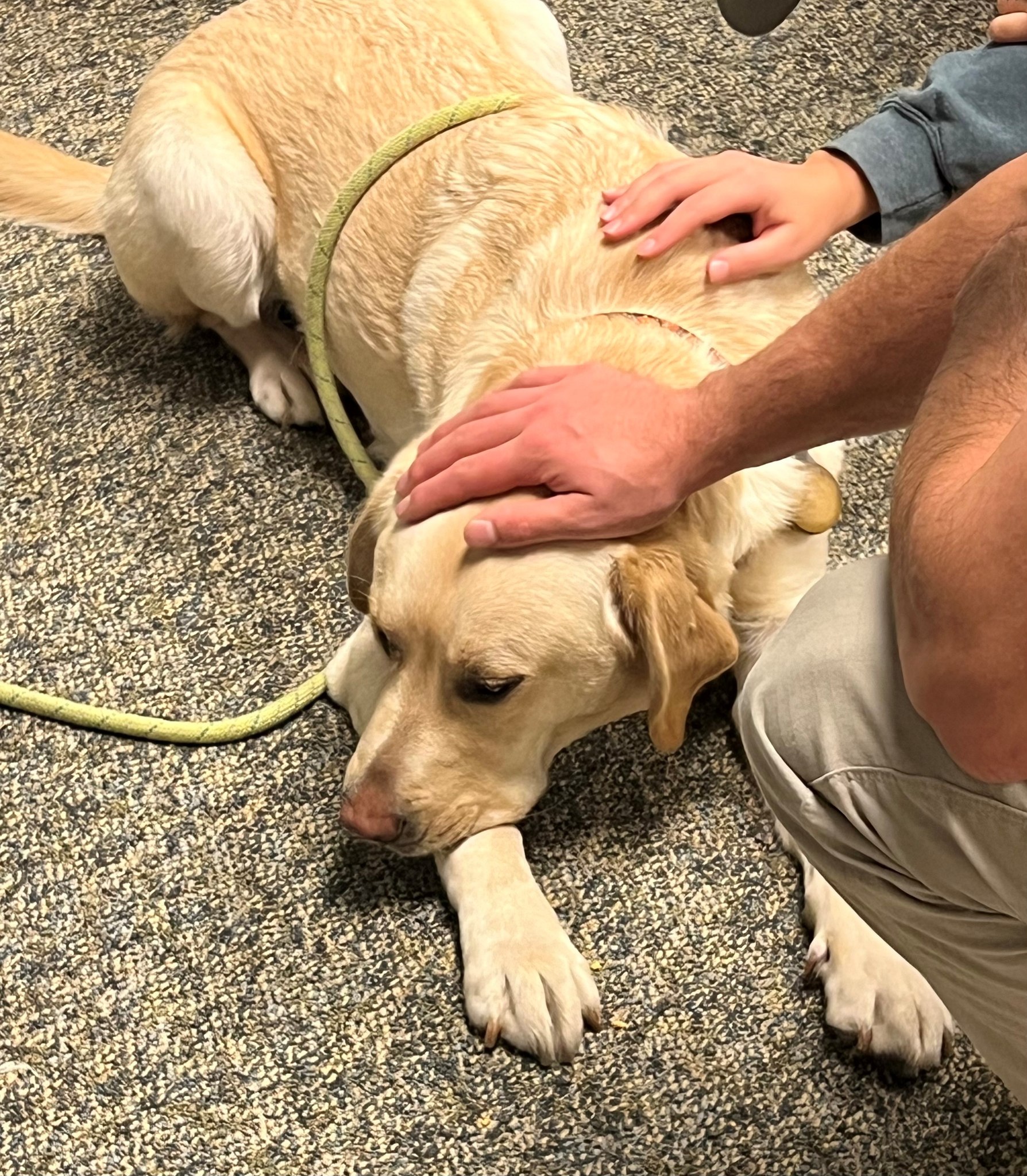 Labrador de estimação de um dos veterinários foi o herói do dia