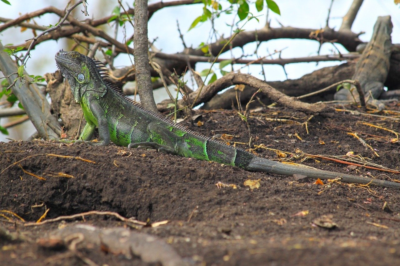 A iguana-verde é um dos lagartos mais conhecidos, podendo atingir até 2 metros de comprimento, com uma crista dorsal característica que percorre a espinha. Possui uma cauda longa que ajuda no equilíbrio e defesa e uma cor verde intensa (que pode variar em tom com a idade). É herbívora, com dieta de frutas, folhas e flores. Reprodução: Flipar