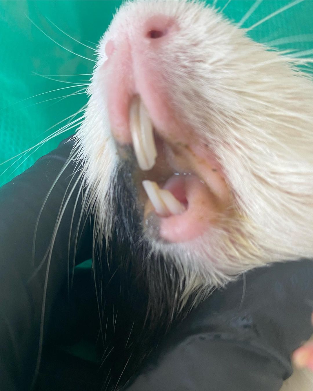 Ao contrário do que acontece com a maioria dos animais, os dentes dos porquinhos-da-índia, assim como os dos ratos, coelhos, hamsters e afins, jamais param de crescer