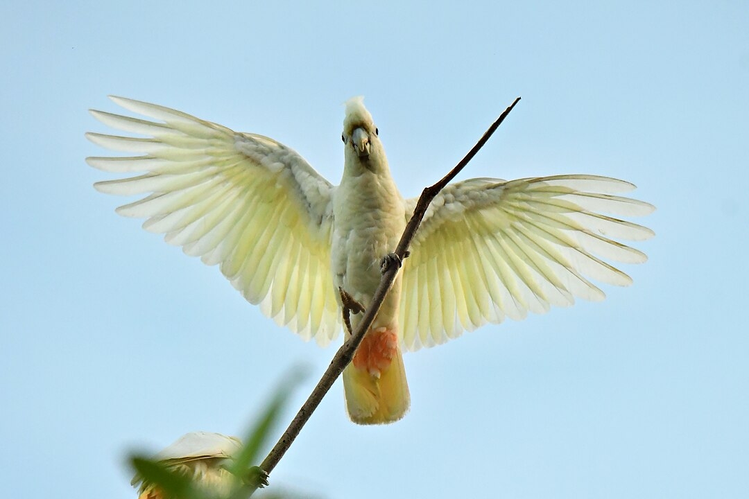 Sendo naturais de regiões tropicais, elas gostam de temperaturas altas e ambientes úmidos. Locais com vento excessivo podem comprometer a saúde dessas aves. Reprodução: Flipar