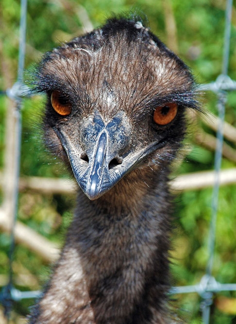 Os emus foram atraídos para esses locais ao identificarem neles a presença abundante de água e trigo. Reprodução: Flipar