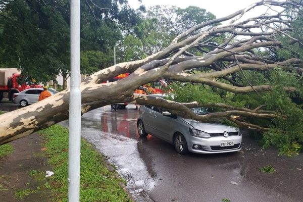 Em 2020, uma árvore despencou sobre um carro que passava pela Asa Norte, em Brasília. A motorista ficou presa nas ferragens, mas conseguiu ser resgatada com vida. 