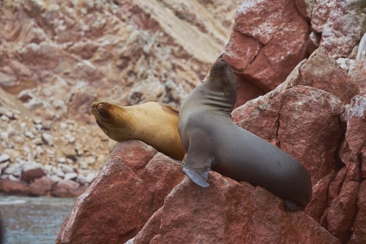 Os lobos-marinhos são conhecidos por sua aparência ágil e graciosa tanto na água quanto em terra, com orelhas externas visíveis (o que os diferencia das focas) e nadadeiras que permitem uma locomoção eficiente em ambientes terrestres. Reprodução: Flipar