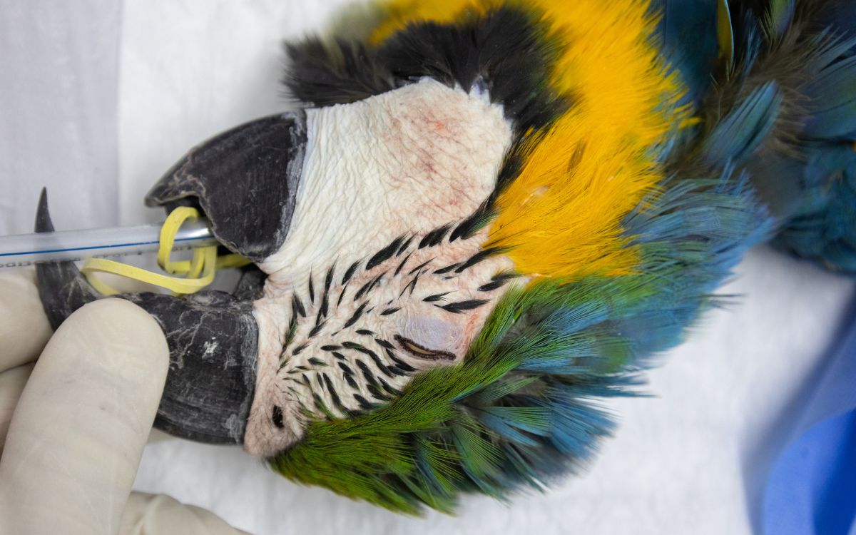 Araras-canindés voltam à Floresta da Tijuca após dois séculos de extinção. Foto: Divulgação/Flavia Zagury