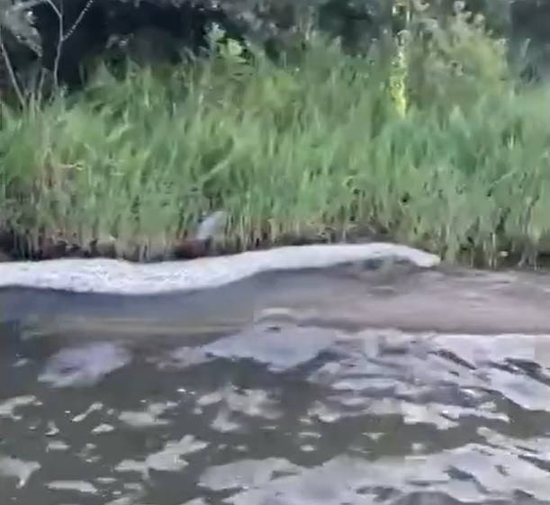 O homem relatou que, dias antes, havia encontrado outra pele de uma cobra bem grande flutuando pelo mesmo lago. Reprodução: Flipar